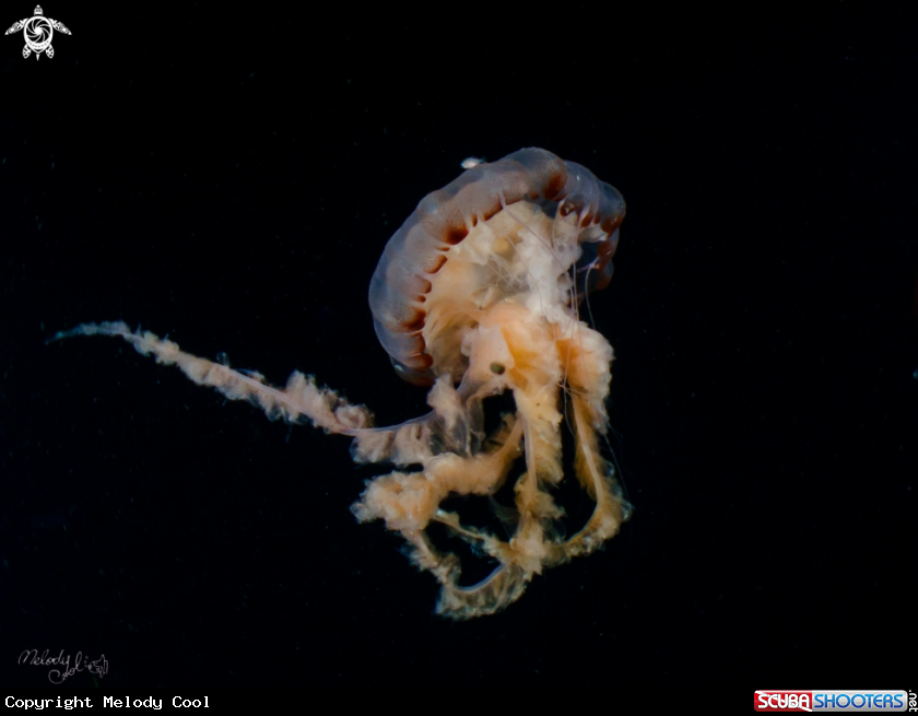 A jellyfish 