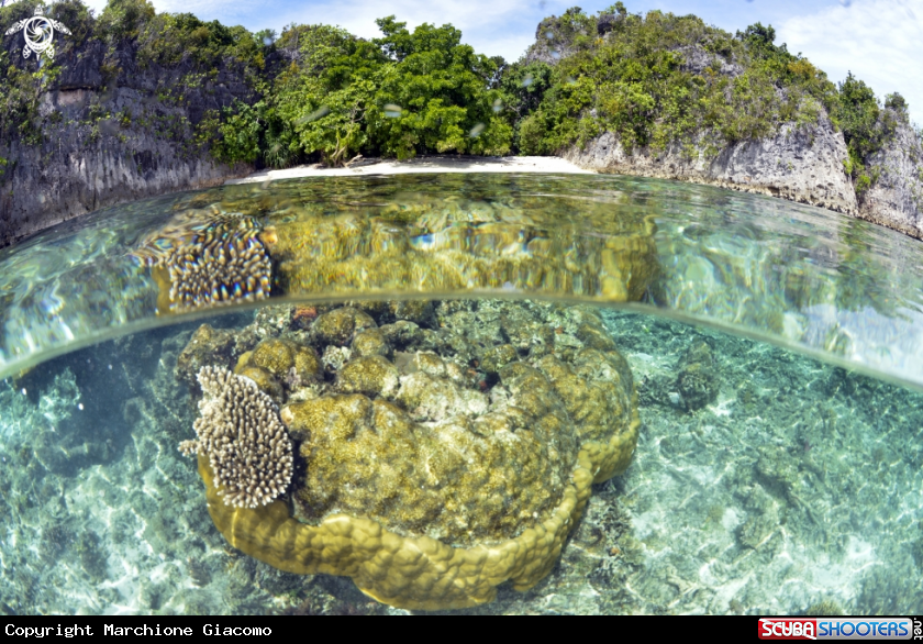 A Reef coral