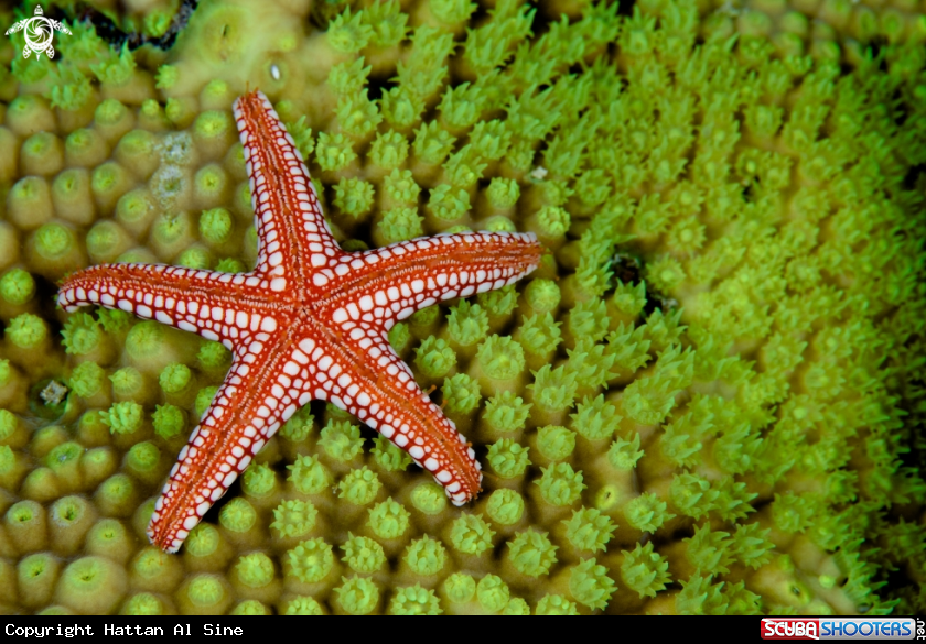 A underwater creature