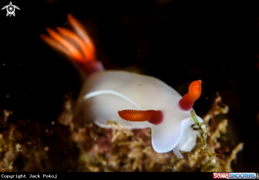 A Hypselodoris bullockii 