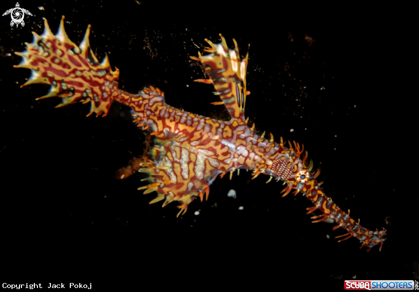 A Ornate ghost pipefish