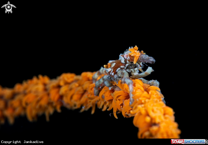 A Xeno crab