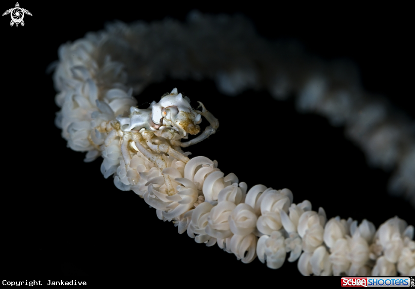A Xeno crab