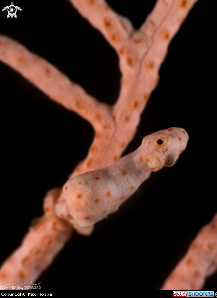 A Denise's Pygmy Seahorse