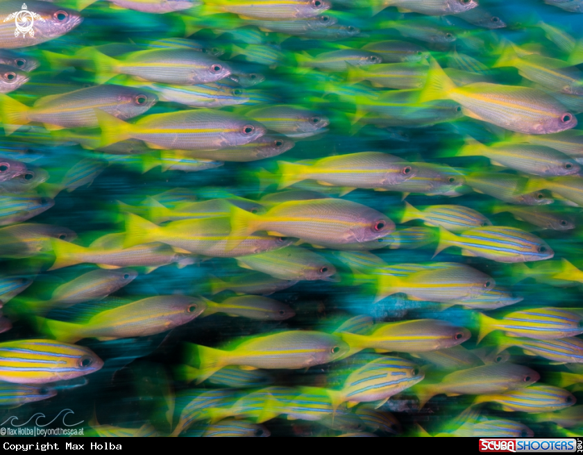 A School of snappers