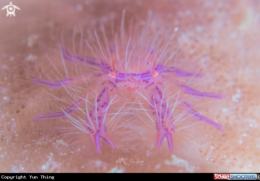 A squat lobster