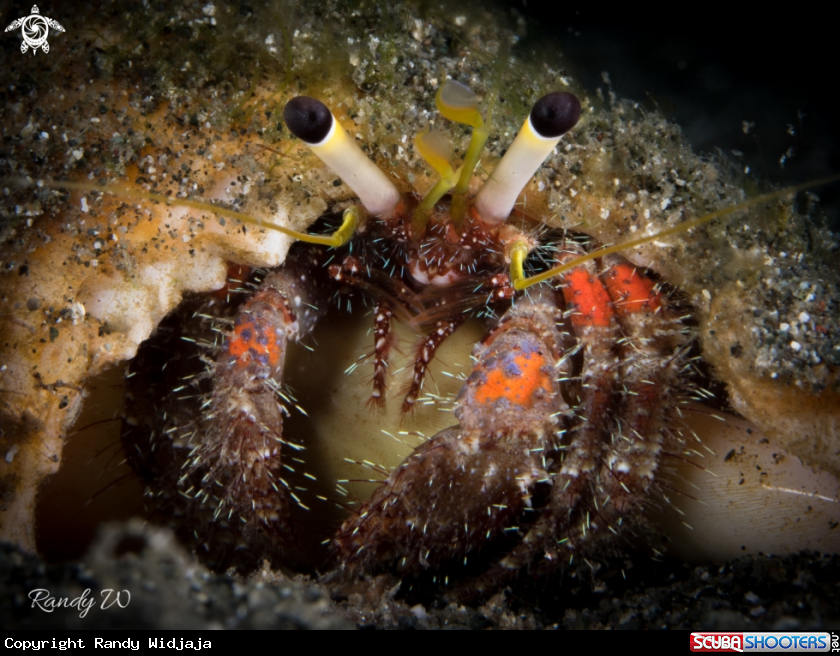 A Hermit Crab