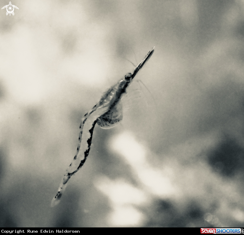 A Opissum shrimp