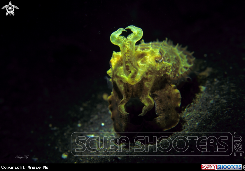 A Cuttlefish