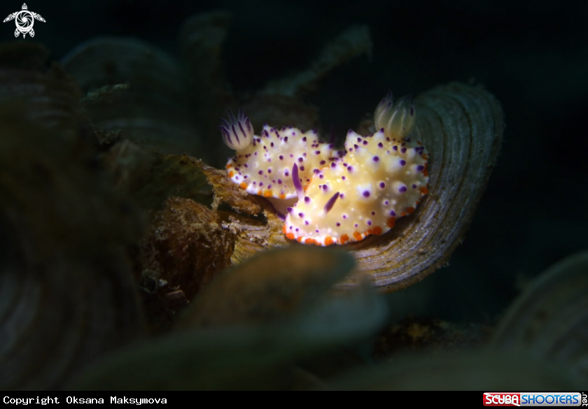 A Nudibranch Mexichromis multituberculata