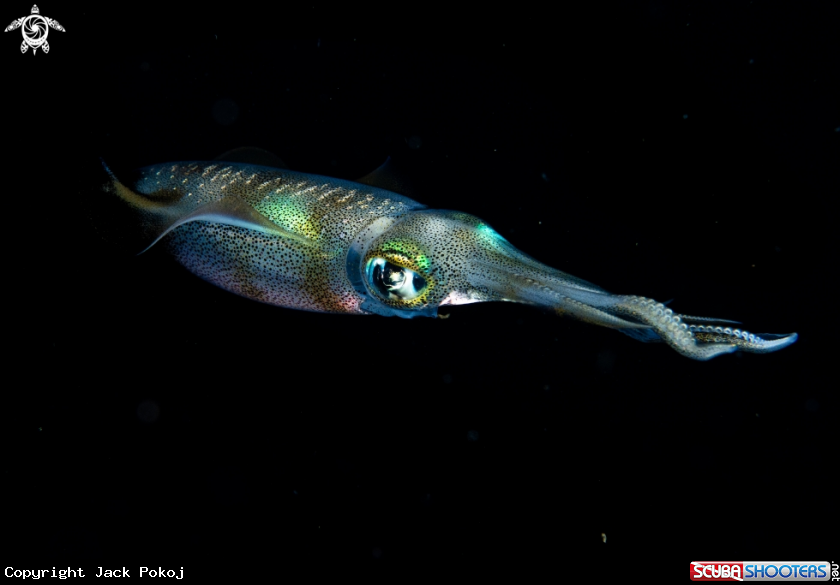 A Big fin reef squid