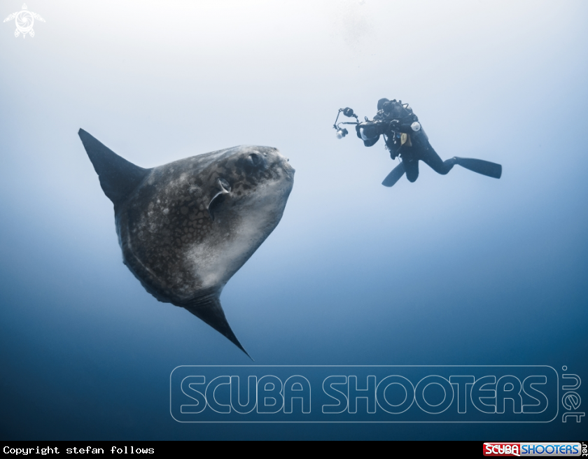A Bump-Head Sunfish