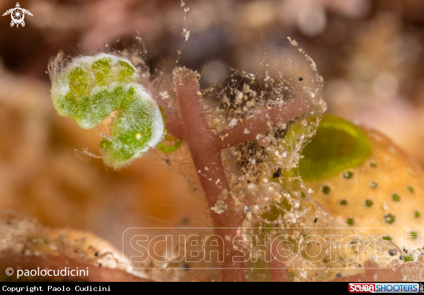 A Green Shrimp. Hairy Shrimp.