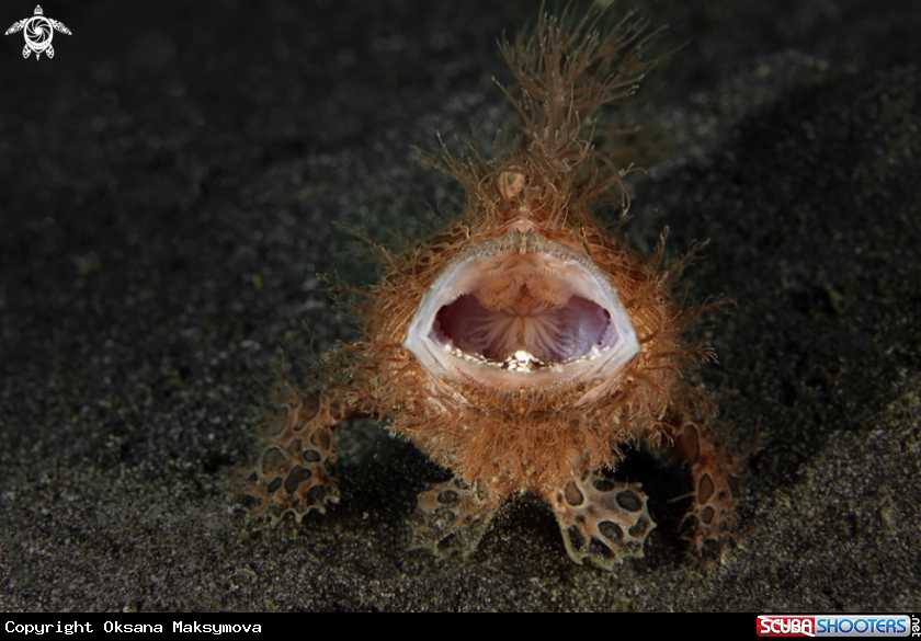 A Hairy frogfish  (Antennarius striatus) 