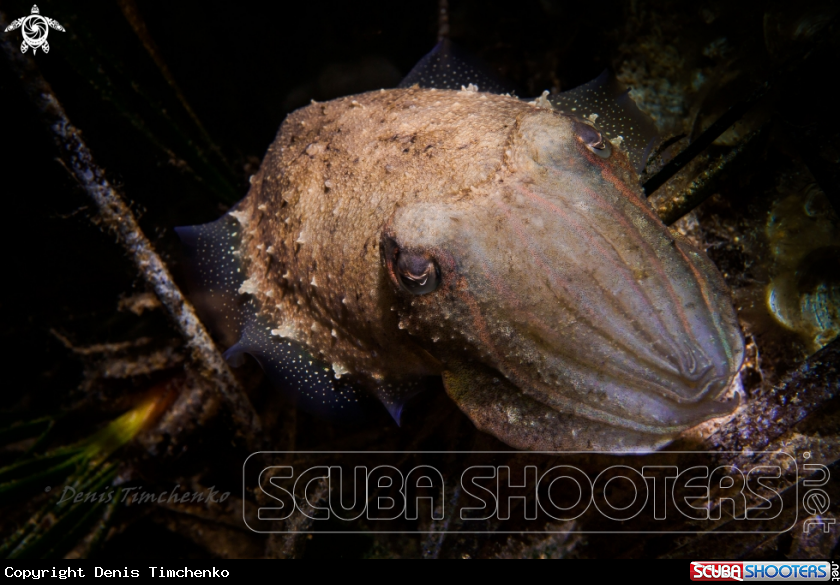 A cuttlefish