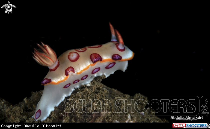 A Nudibranch