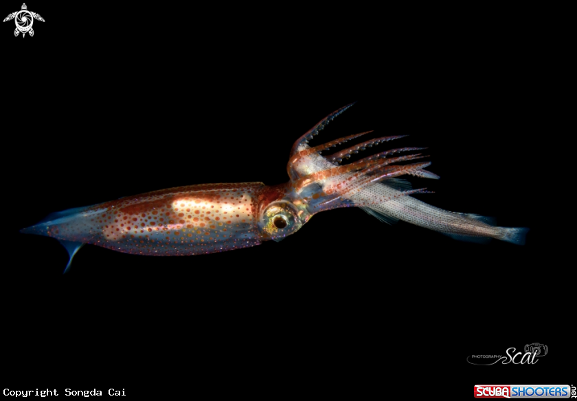 A Squid 