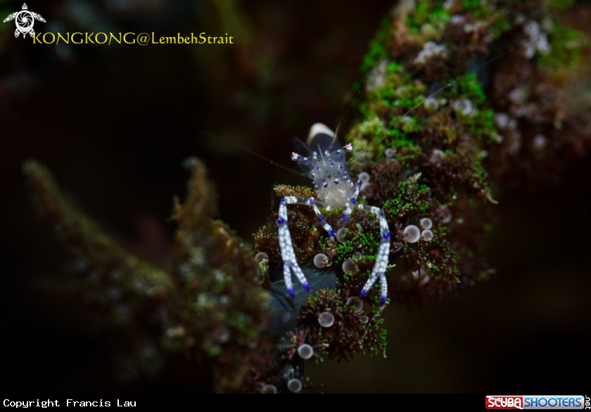 A Bubble Coral Shrimp