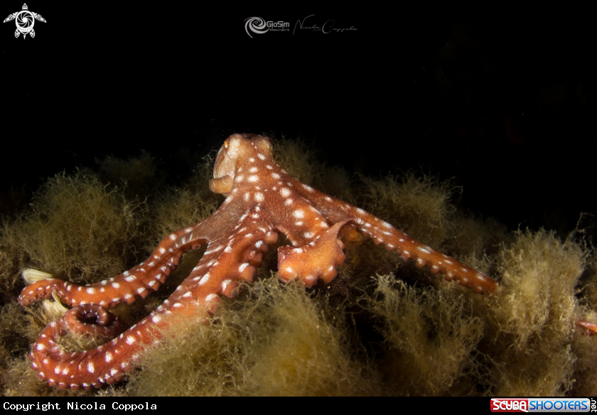 A Octopus macropus