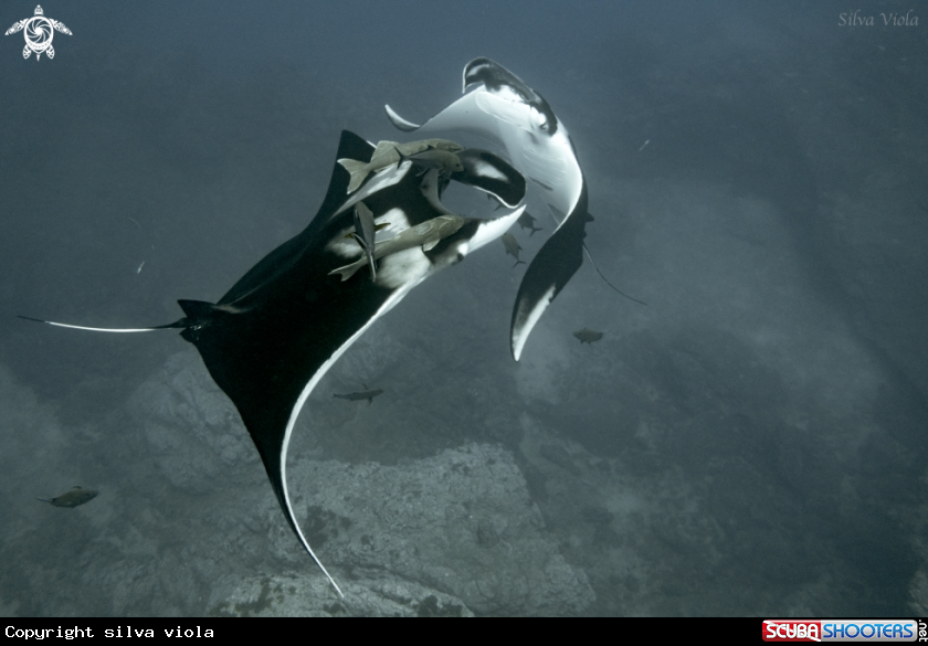A Giant Oceanic Manta
