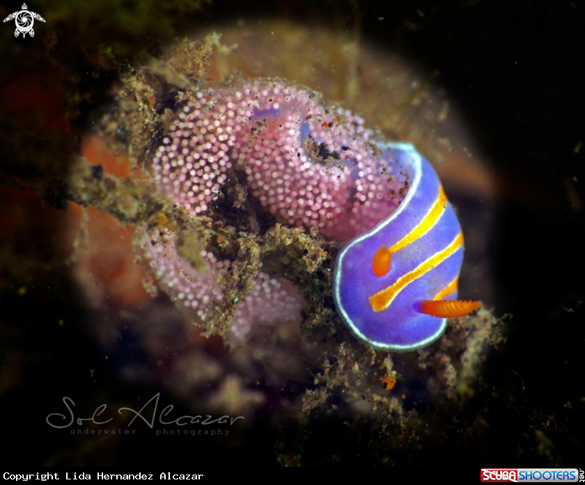 A Mexichromis trilineata