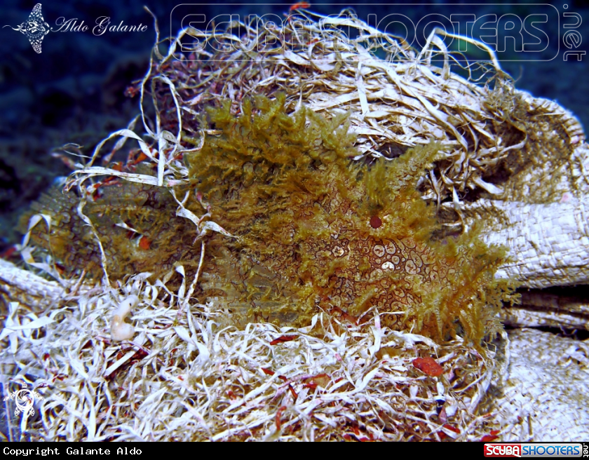 A Weedy Scorpionfish