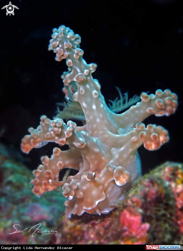 A Nudibranch