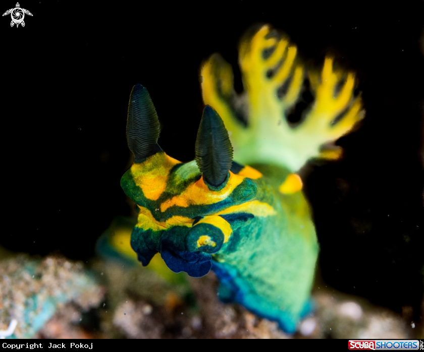A Tambja olivaria