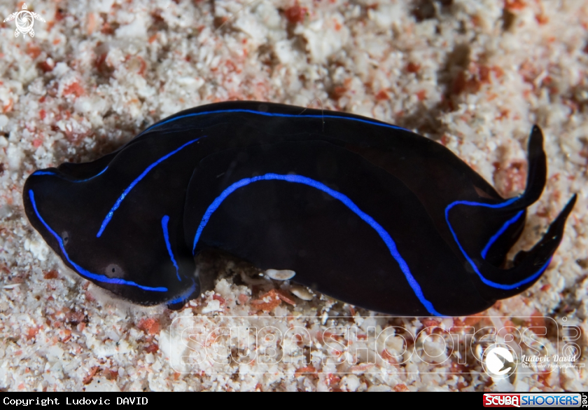 A Blue Velvet Headshield Slug