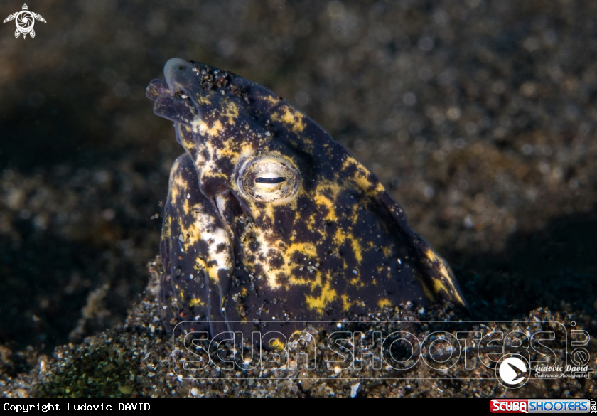 A Marbled Snake Eel