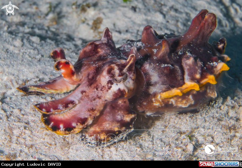 A Flamboyant Cuttlefish