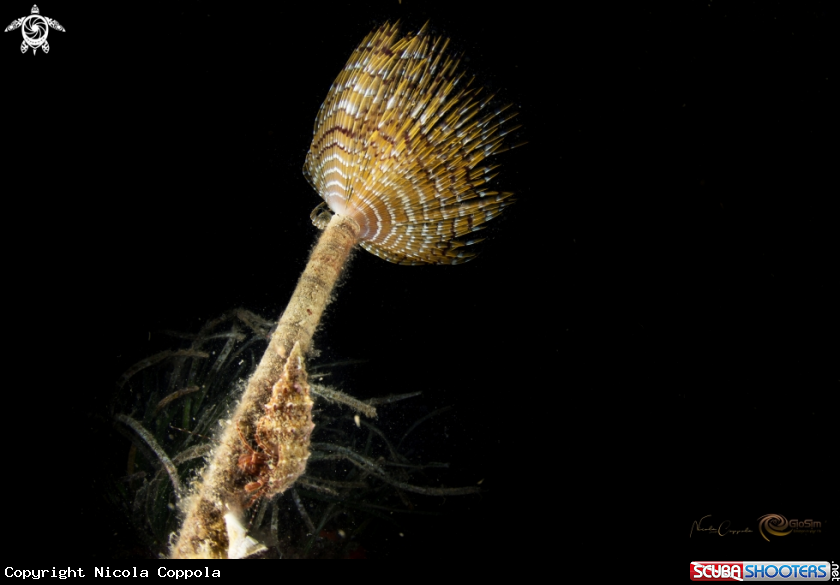 A  Sotto lo spirografo spallanzani