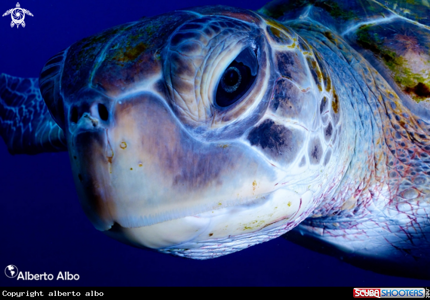 A tortuga