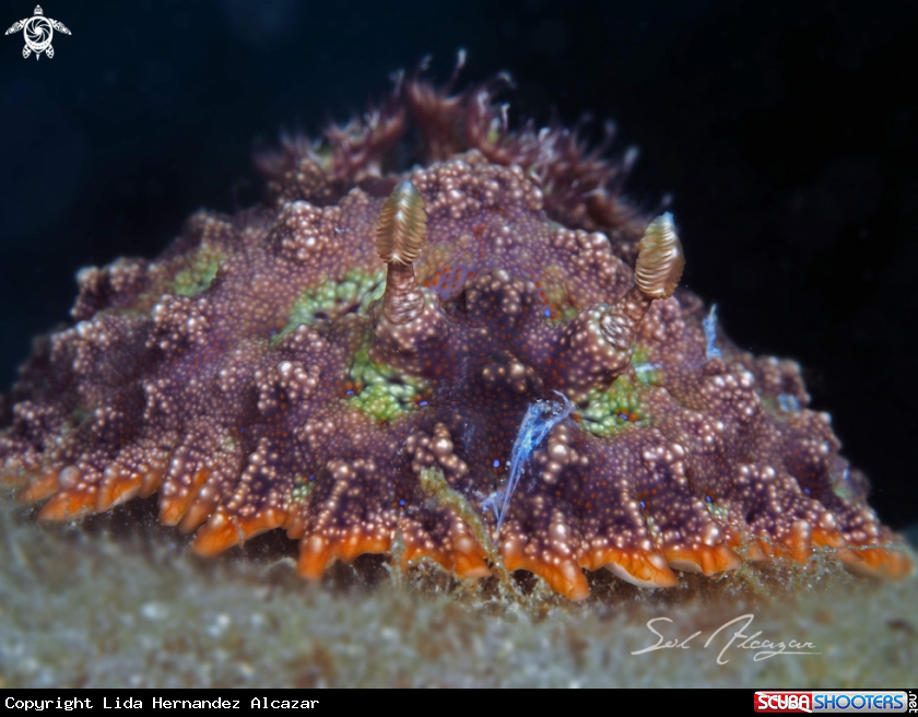 A Nudibranch
