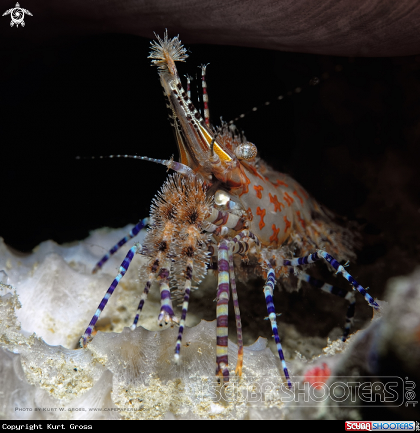 A Marble Shrimp