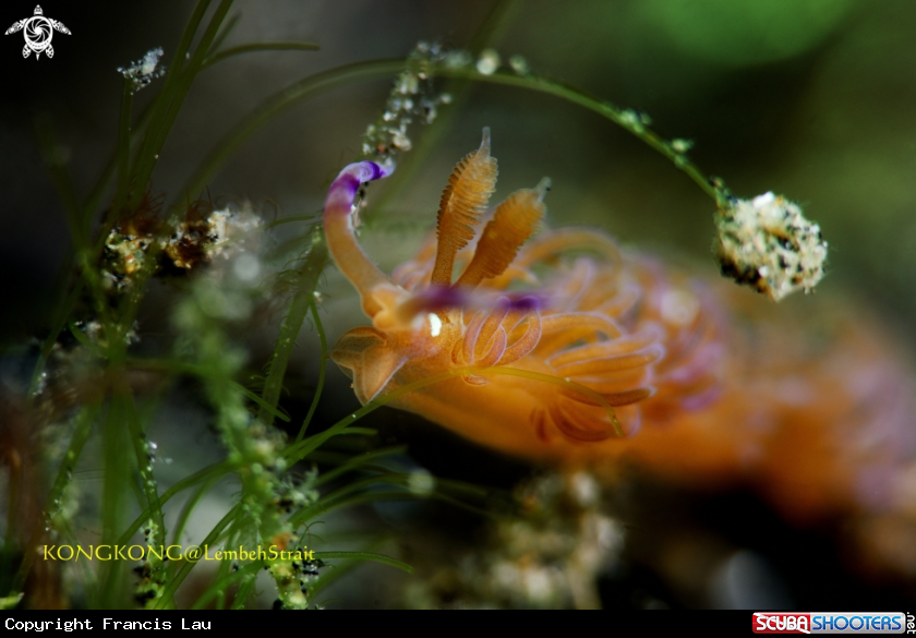 A Nudibranch