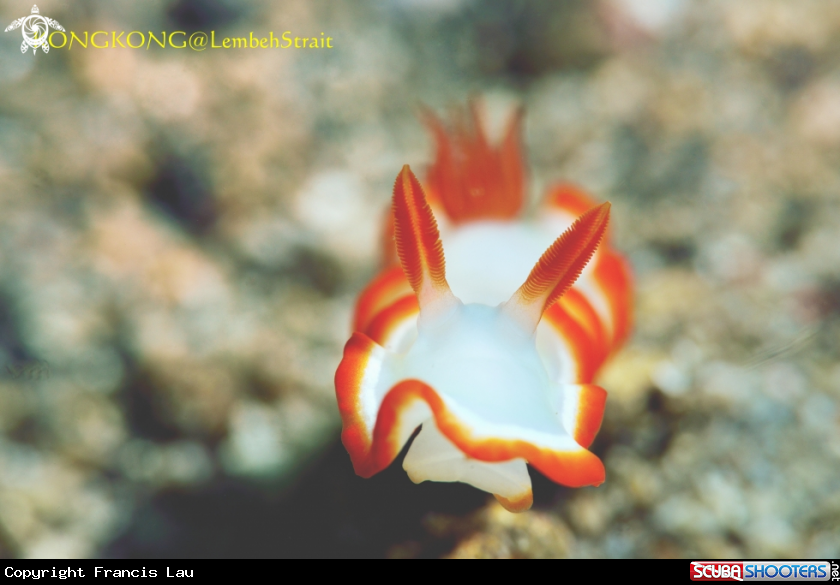 A Nudibranch