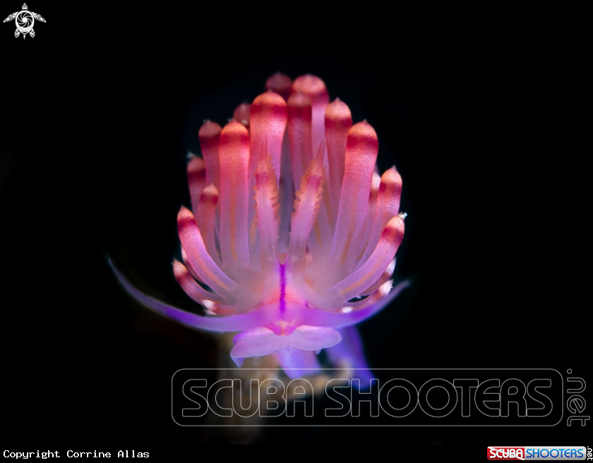 A Flabellina