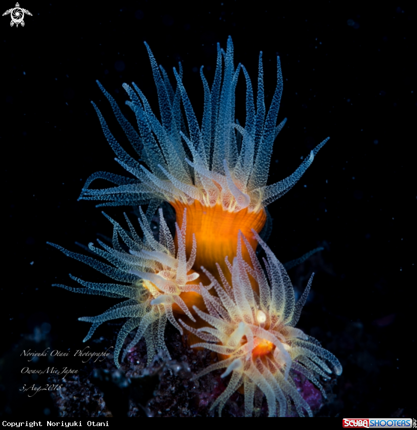 A Orange cup coral