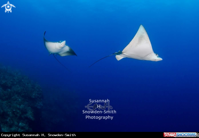 A Eagle Ray Ballet