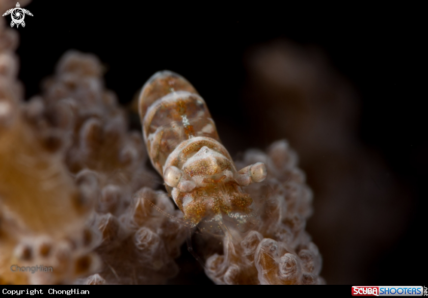 A Soft Coral Shrimp