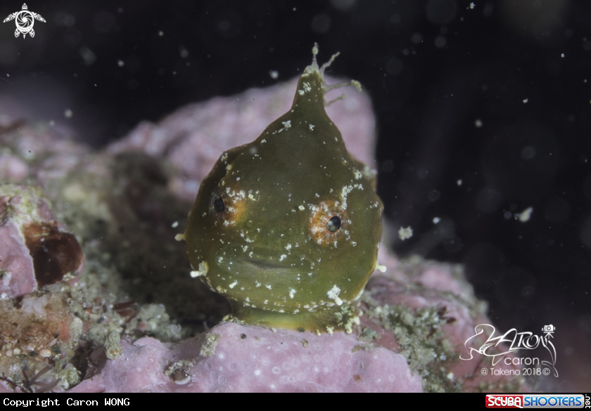 A Japanese Lumpfish