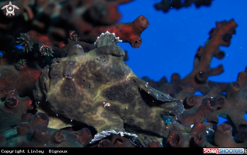 A Frogfish Mauritius .Flic en Flac