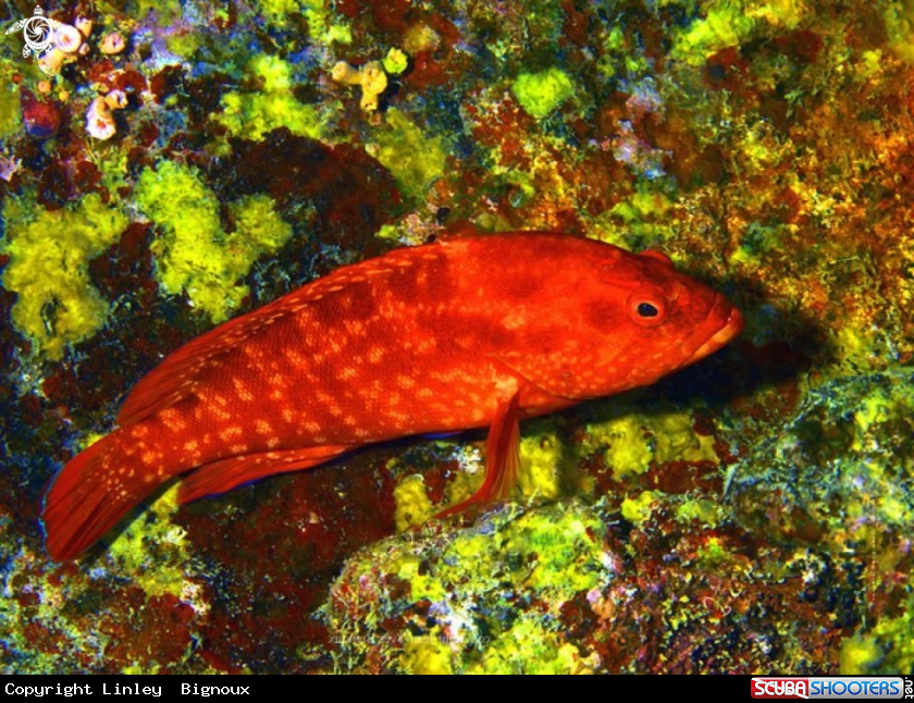 A Red Grouper Mauritius