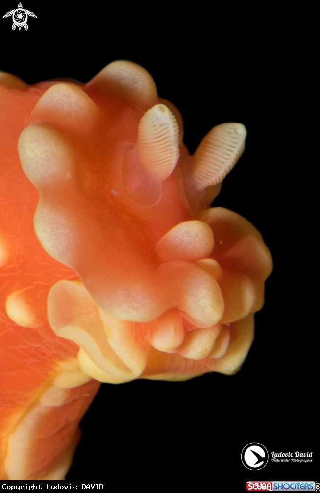 A Strawberry Nudibranch