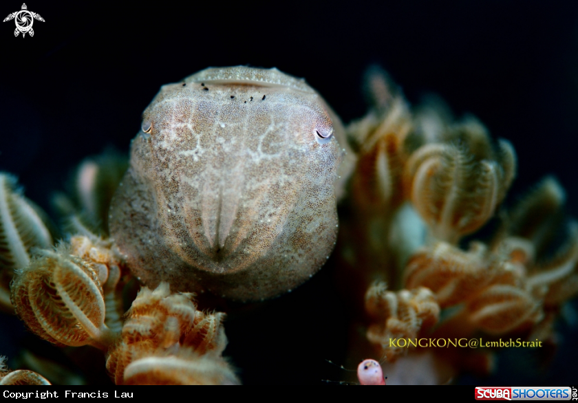 A Pygme Cuttlefish