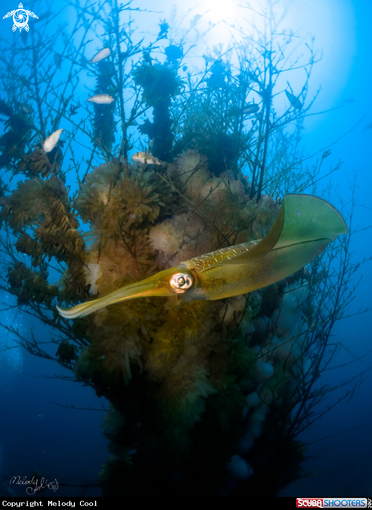 A Squid