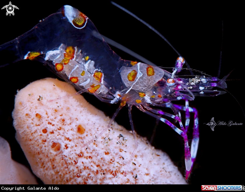 A Yellow Spotted Anemone Shrimp.