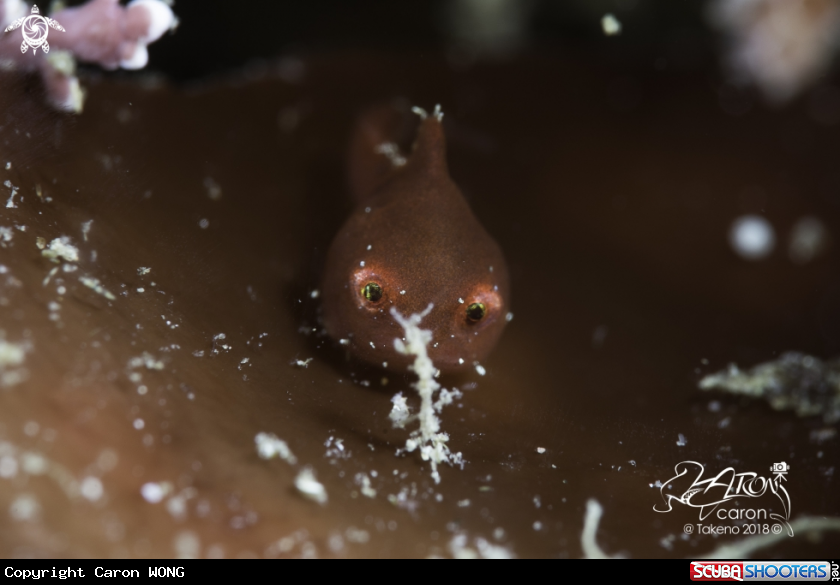 A Japanese Lumpfish