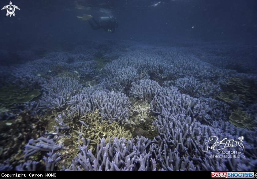A hard coral